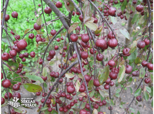 Malus   'Royal Beauty'
